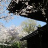 知恩院と桜①