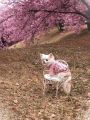 満開の河津桜②