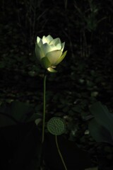 白い花シリーズ㊶