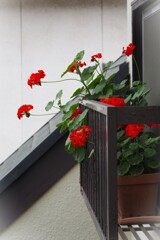出窓に咲く赤い花
