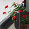 出窓に咲く赤い花