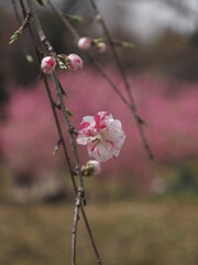 花桃林