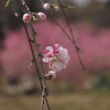 花桃林