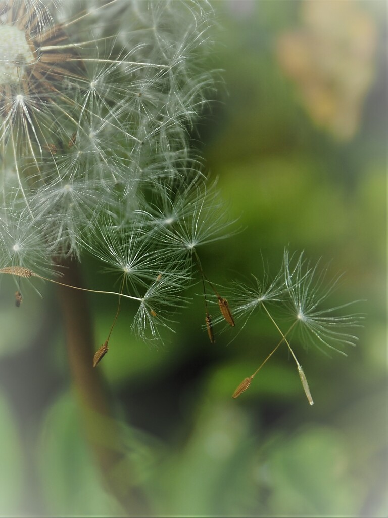 風と一緒にお空へ旅立ちました～