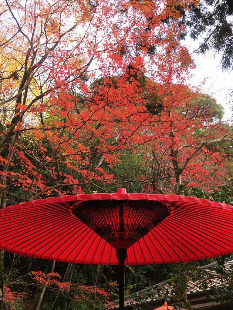雅な紅葉