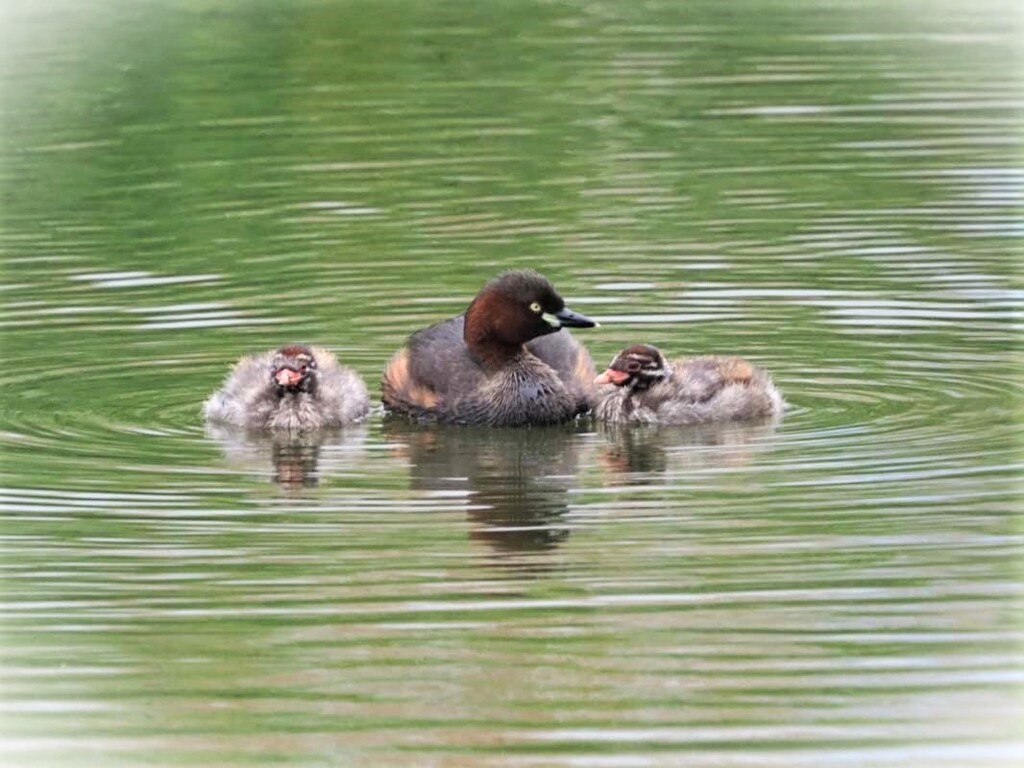 カイツブリ、生まれる♡♡