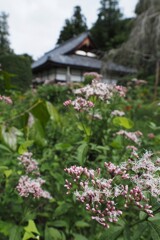 法善寺①