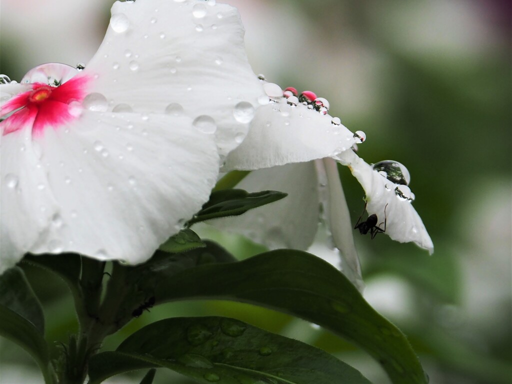 雨と仲良し