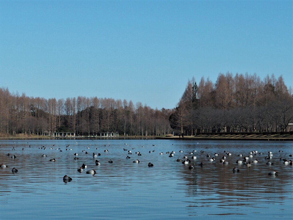 冬の公園（１）