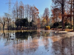 晩秋の公園