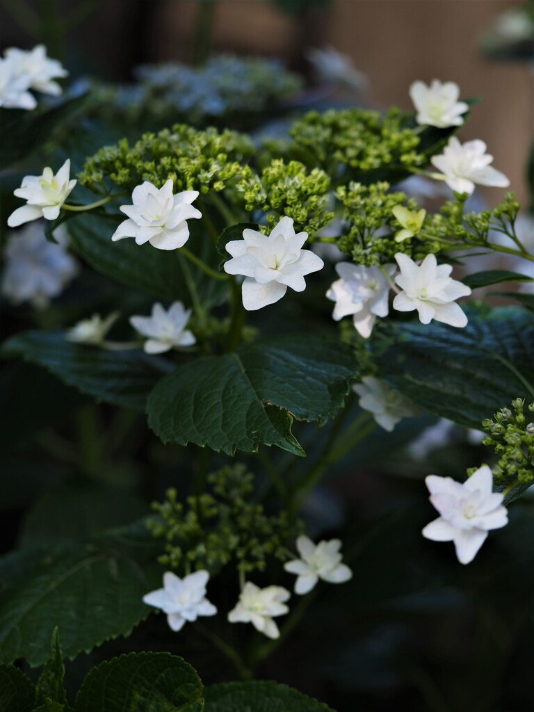 墨田の花火・上がる☆