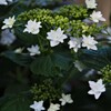 墨田の花火・上がる☆