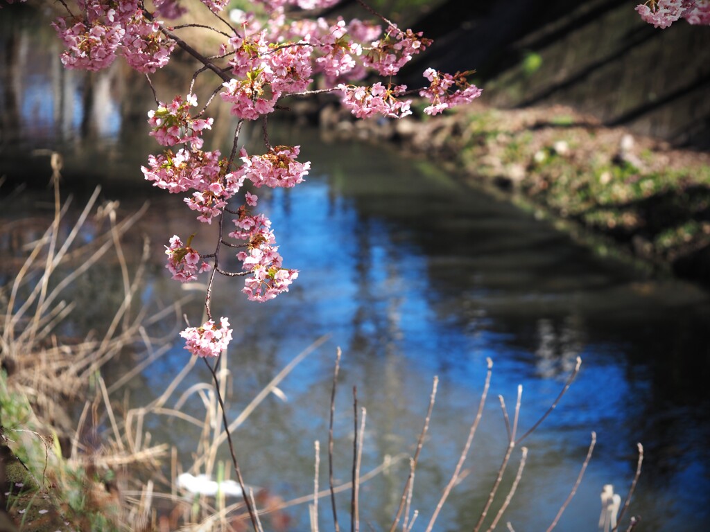 河津桜並木の坂川沿い