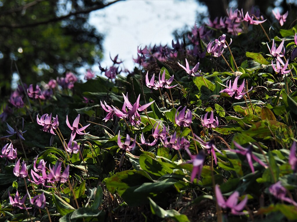 踊るカタクリン♪
