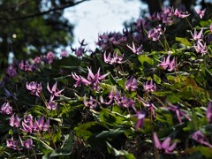 踊るカタクリン♪