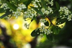白い花シリーズ⑦