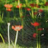 彼岸花終わる