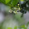 白い花シリーズ⑲
