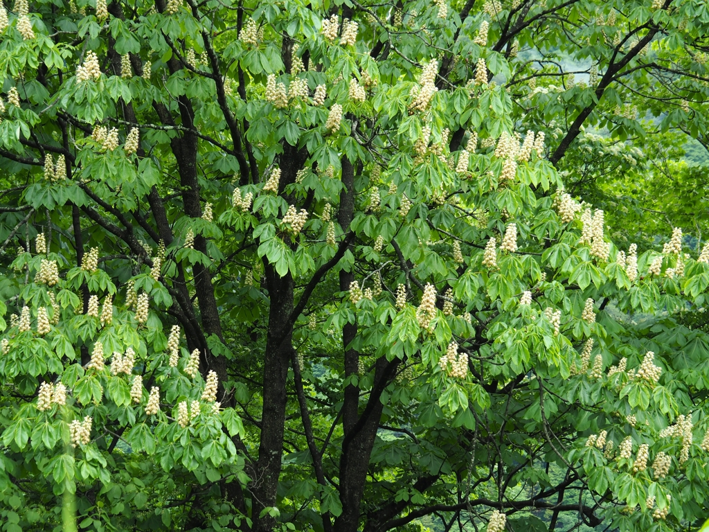 山で出会った花②