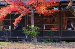 窓ガラスに映える紅葉