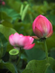 ぐう糸蓮②