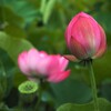 ぐう糸蓮②