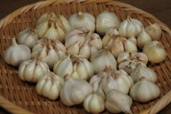 今年のニンニク①