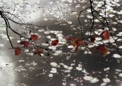 魅せられた秋色②