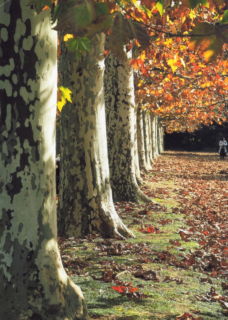 プラタナス並木の紅葉