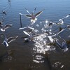 春  。。     ユリカモメの舞