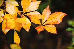 ほんのり染めて～