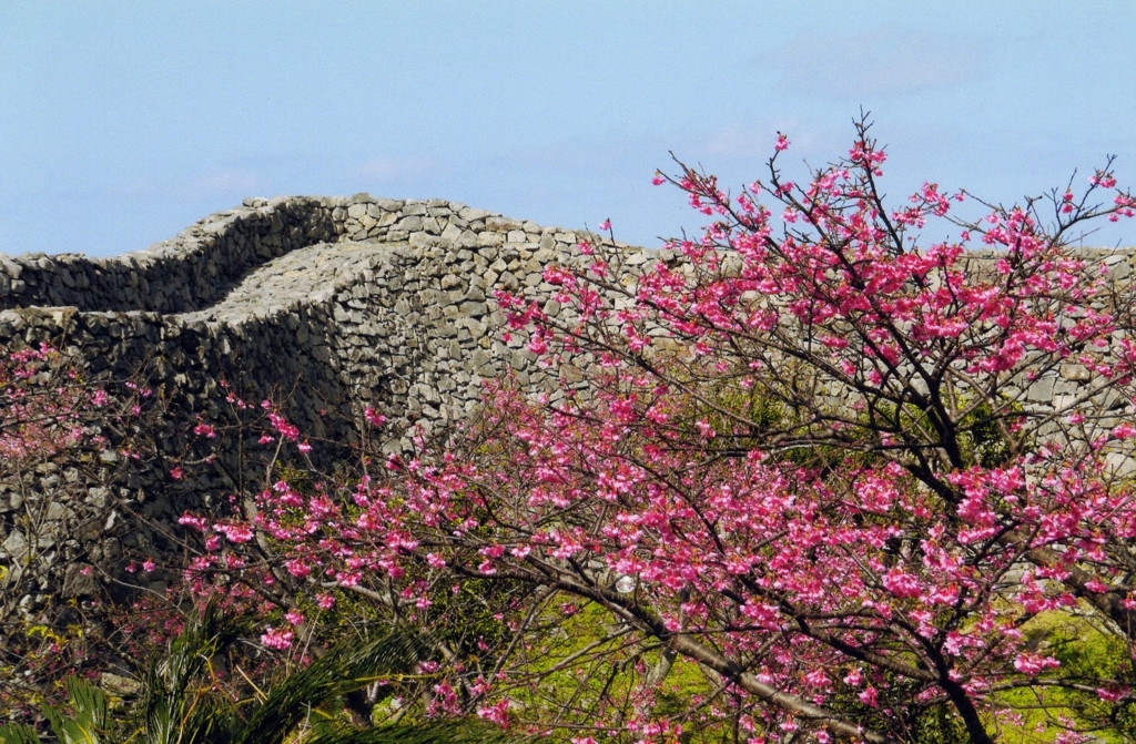 寒緋桜・・満開