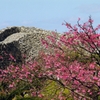 寒緋桜・・満開