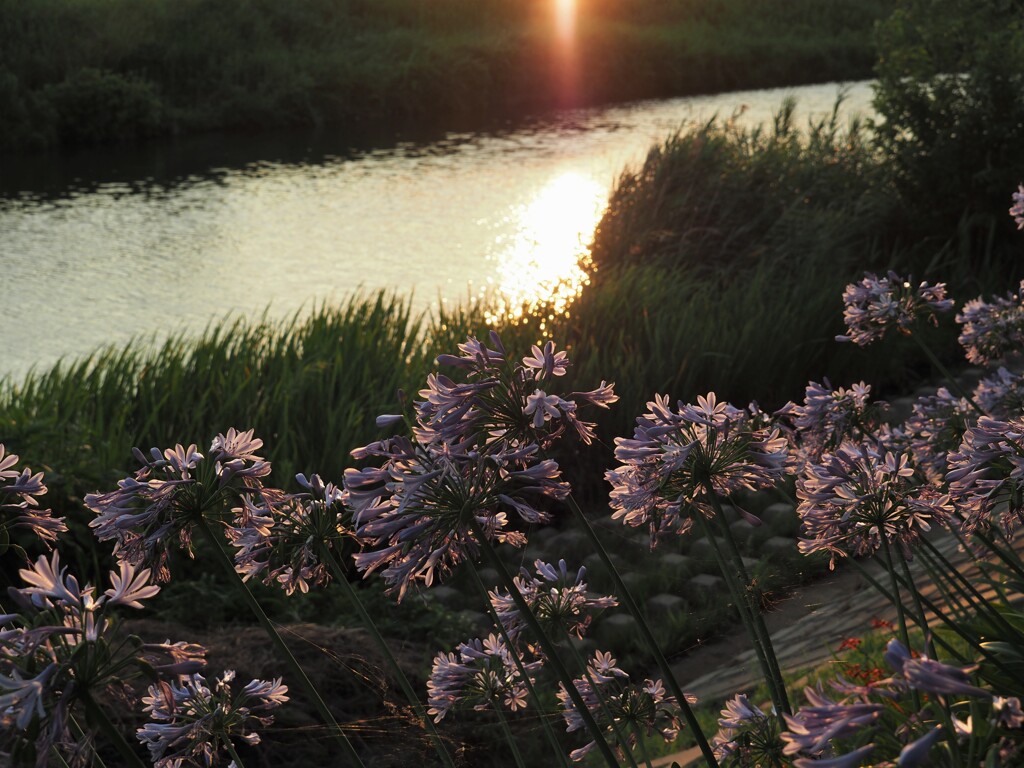 夕方の散歩