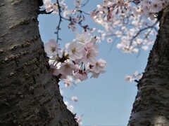 桜咲く♪