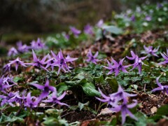 カタクリ群生地へ