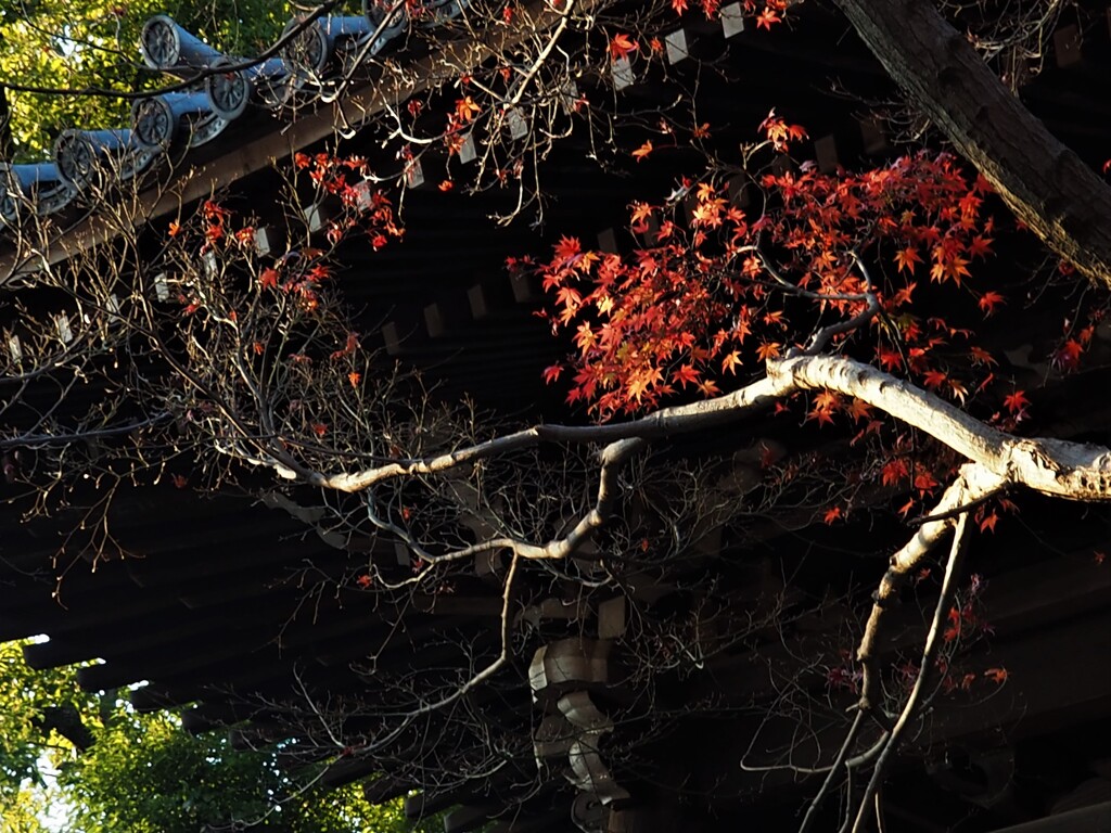 晩秋のお寺さん