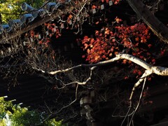 晩秋のお寺さん