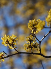 サンシュユ の木