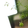 白い花シリーズ 53
