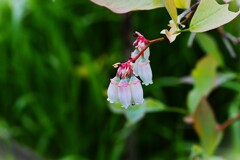 白い花シリーズ⑦