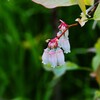 白い花シリーズ⑦