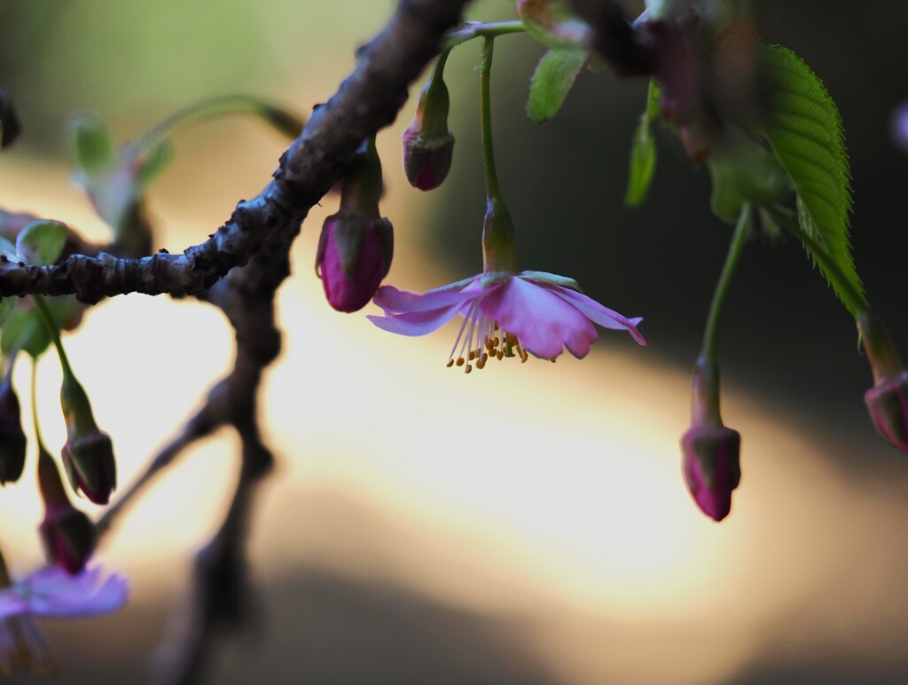 河津桜に魅せられて。。 ②