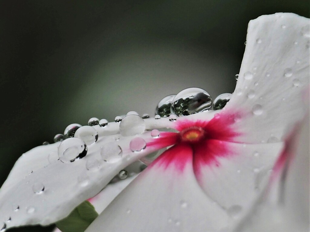 Shall  We  Dance  ♪♪