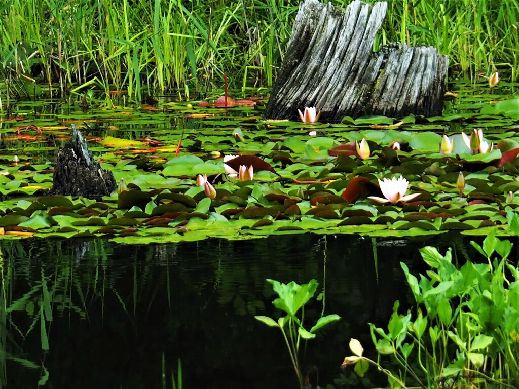 水辺も楽しい矢の原湿原