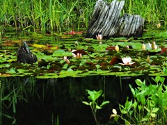 水辺も楽しい矢の原湿原
