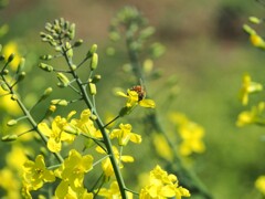 キャベツの花