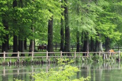 ラクウショウと池のある公園