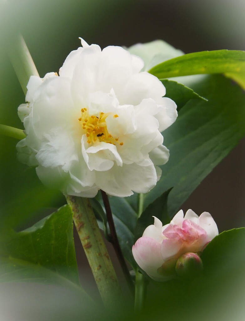 山茶花咲く