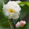 山茶花咲く